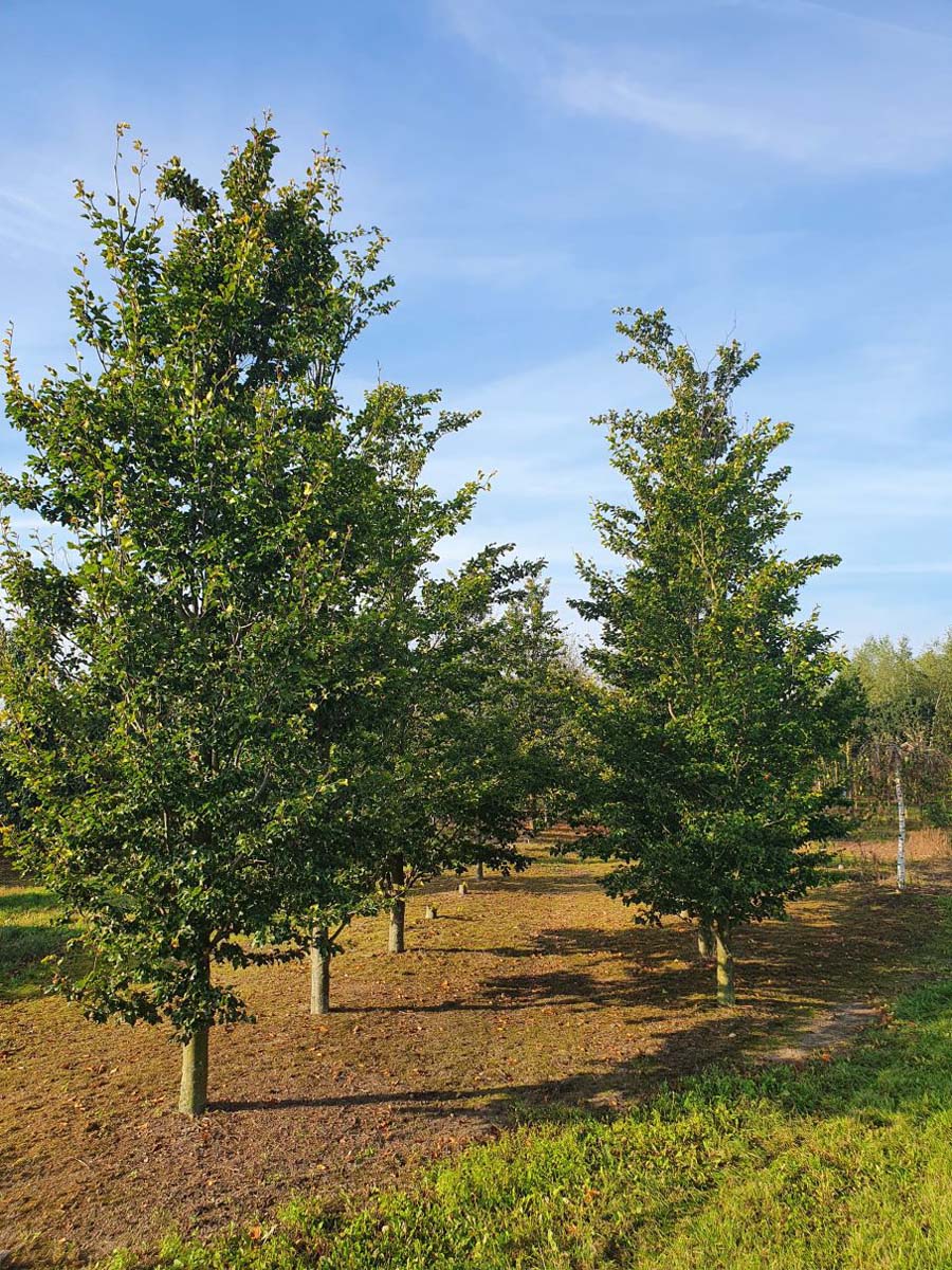 Fagus sylvatica 'Rohan Gold' op stam geveerd