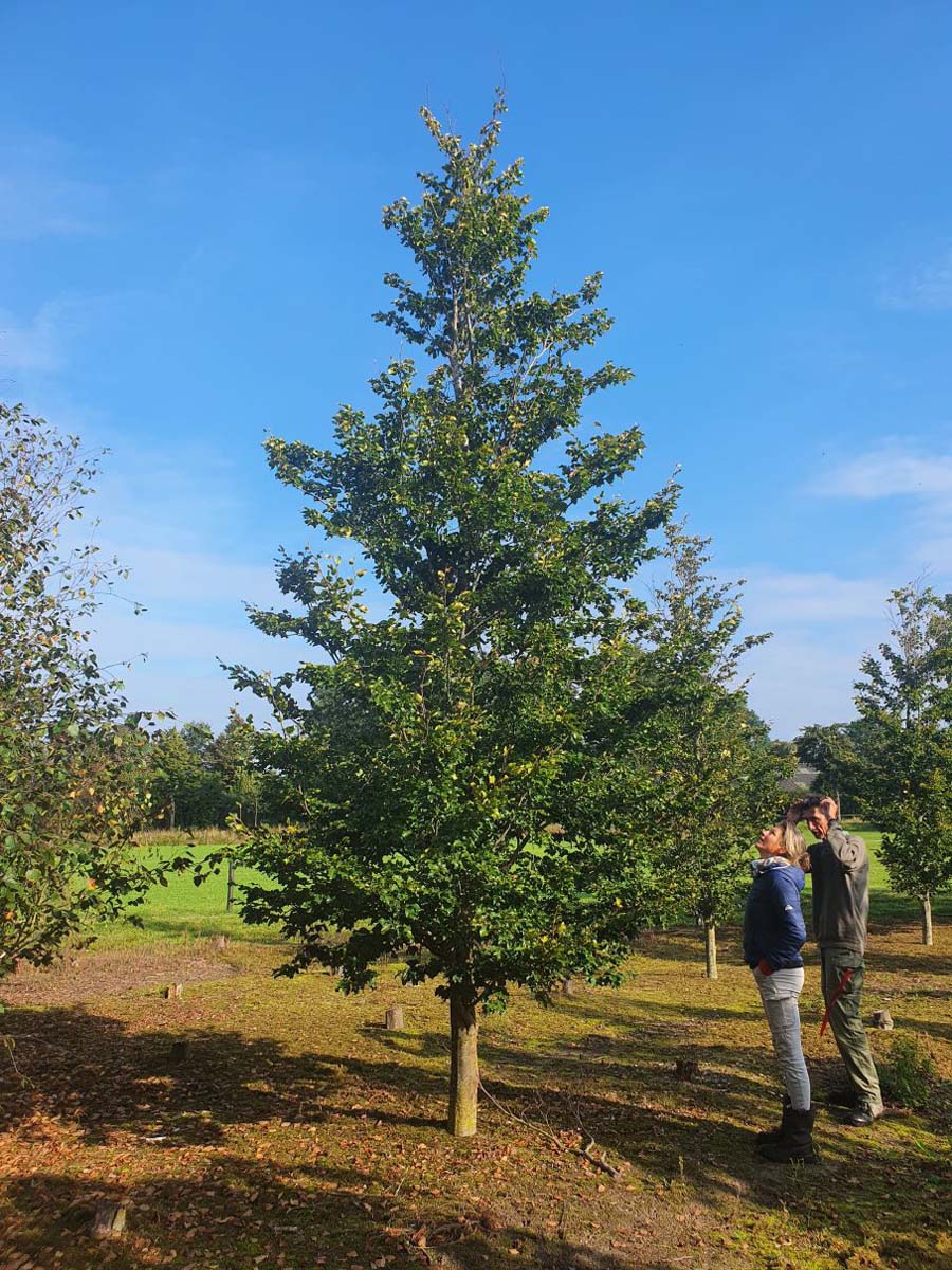Fagus sylvatica 'Rohan Gold' op stam geveerd