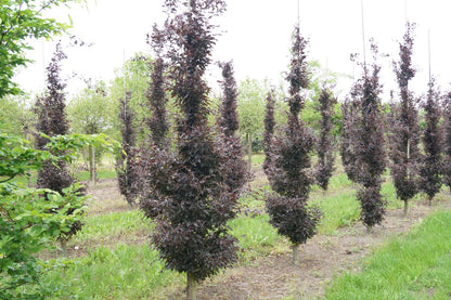 Fagus sylvatica 'Rohan Obelisk' op stam geveerd