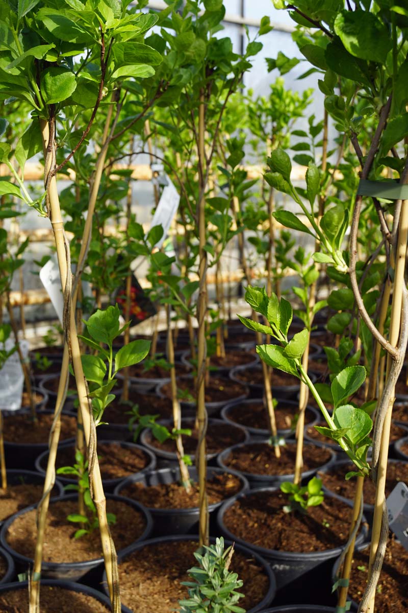 Celastrus orbiculatus 'Hercules' blad