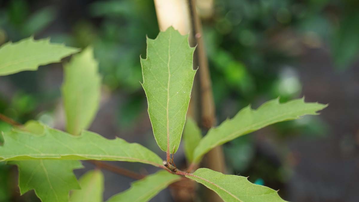 Quercus rysophylla rubra op stam blad