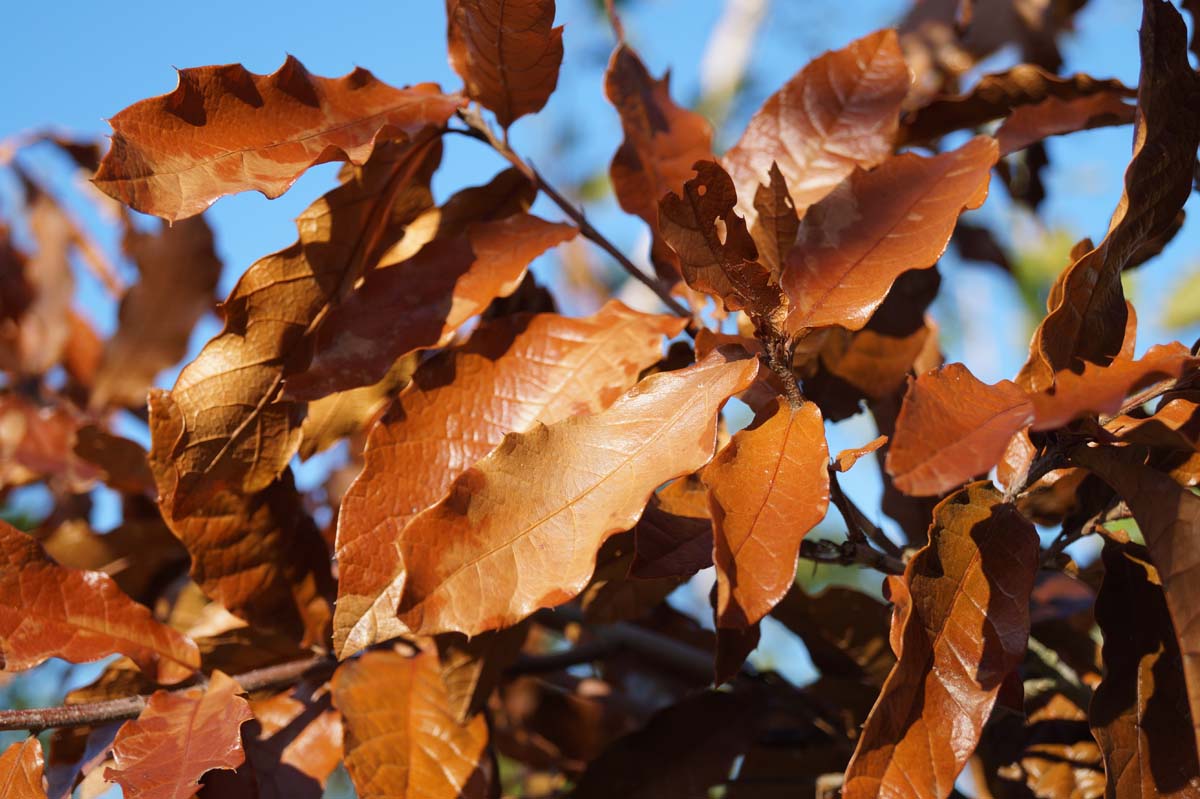 Quercus rysophylla rubra op stam herfstkleur