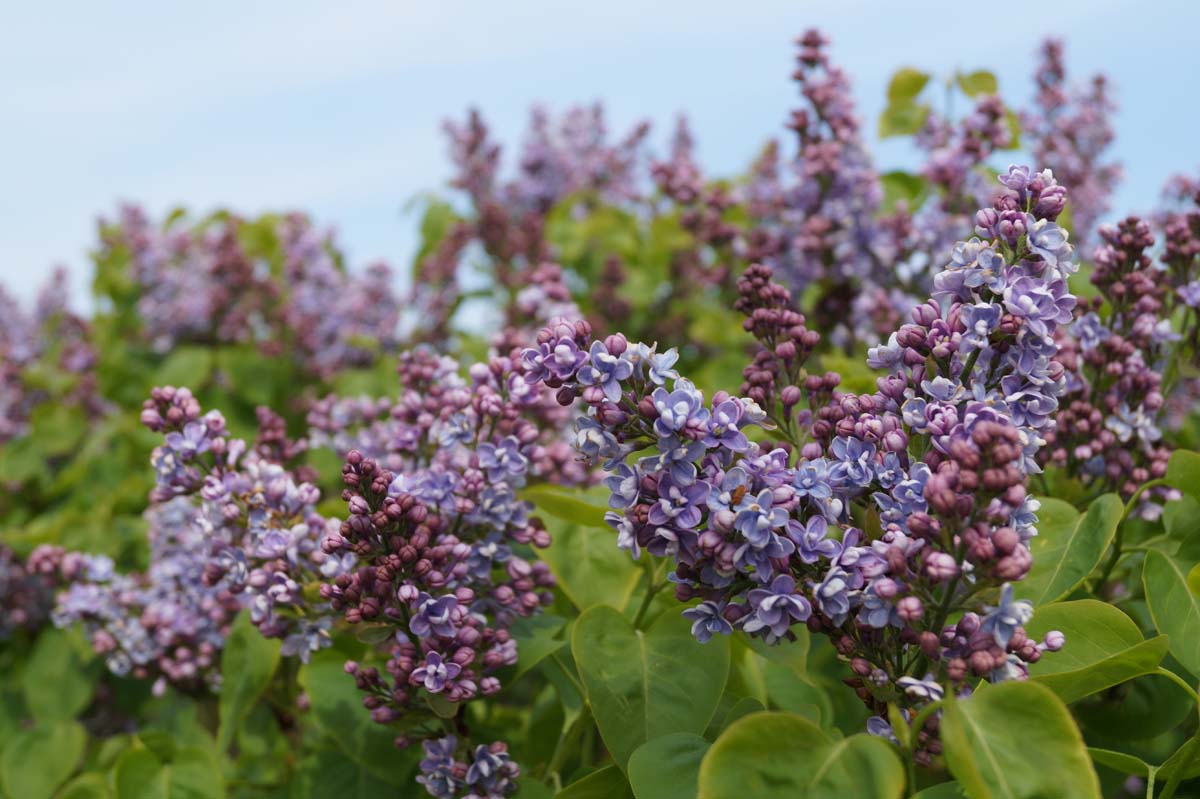 Syringa vulgaris 'Prof. Hoser' meerstammig / struik bloesem