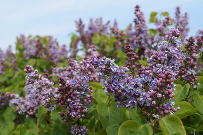 Syringa vulgaris 'Prof. Hoser' meerstammig / struik bloesem