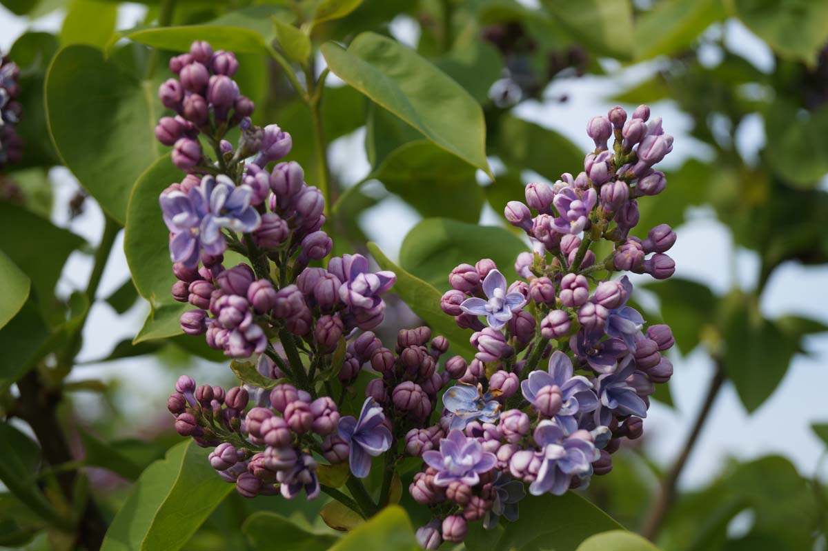 Syringa vulgaris 'Prof. Hoser' meerstammig / struik bloem