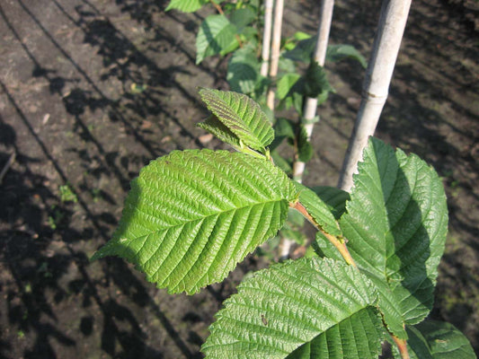 Ulmus hollandica 'Belgica' op stam blad