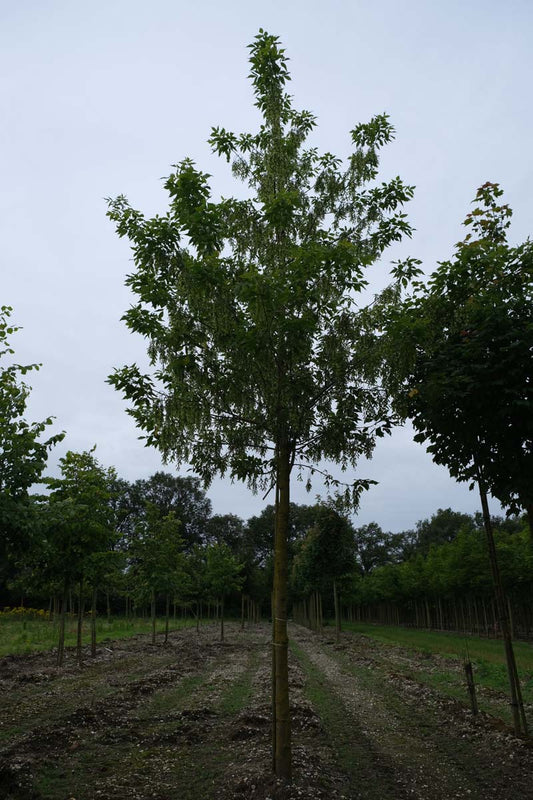 Acer negundo op stam op stam