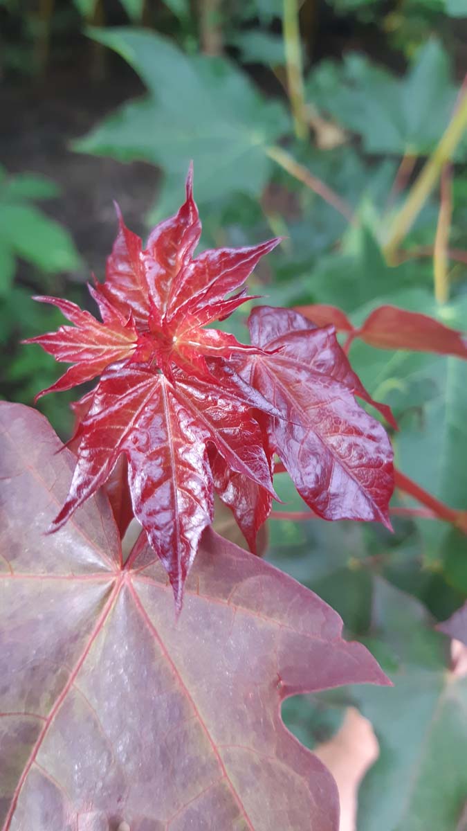 Acer cappadocicum 'Rubrum' solitair blad