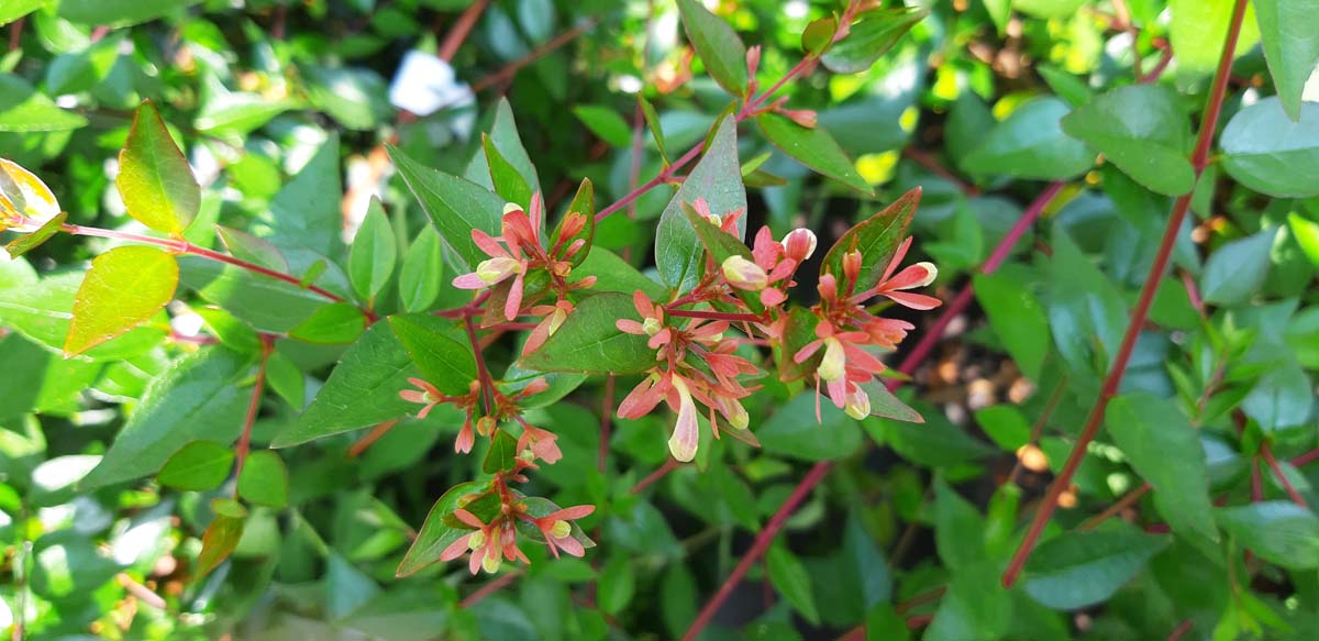 Abelia grandiflora Mehrstämmig / Strauch
