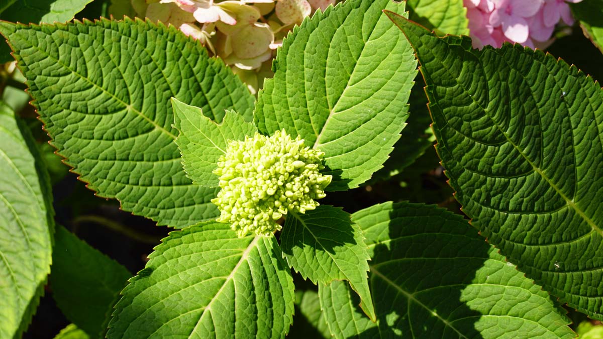 Hydrangea macrophylla 'Semperflorens'