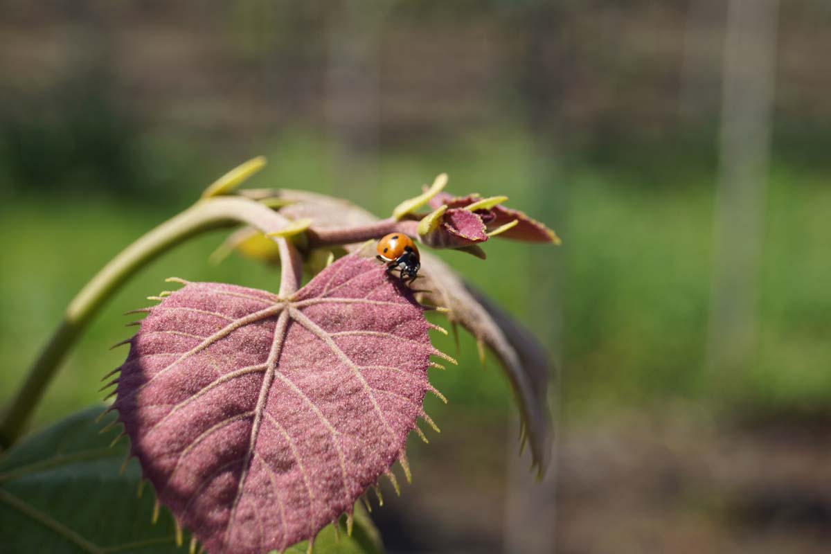 Tilia mandshurica Tuinplanten blad