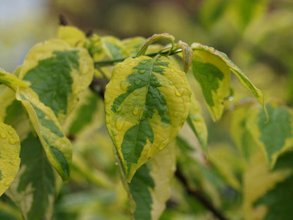 Cornus alternifolia 'Wstackman' Tuinplanten