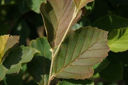 Hamamelis vernalis 'Amethyst' meerstammig / struik blad