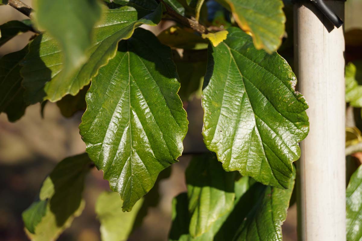 Parrotia persica 'Bella' meerstammig / struik