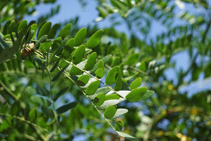 Gleditsia triacanthos 'Draves' solitair blad