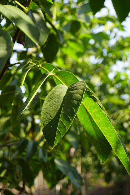 Juglans regia 'Bella Maria' meerstammig / struik blad