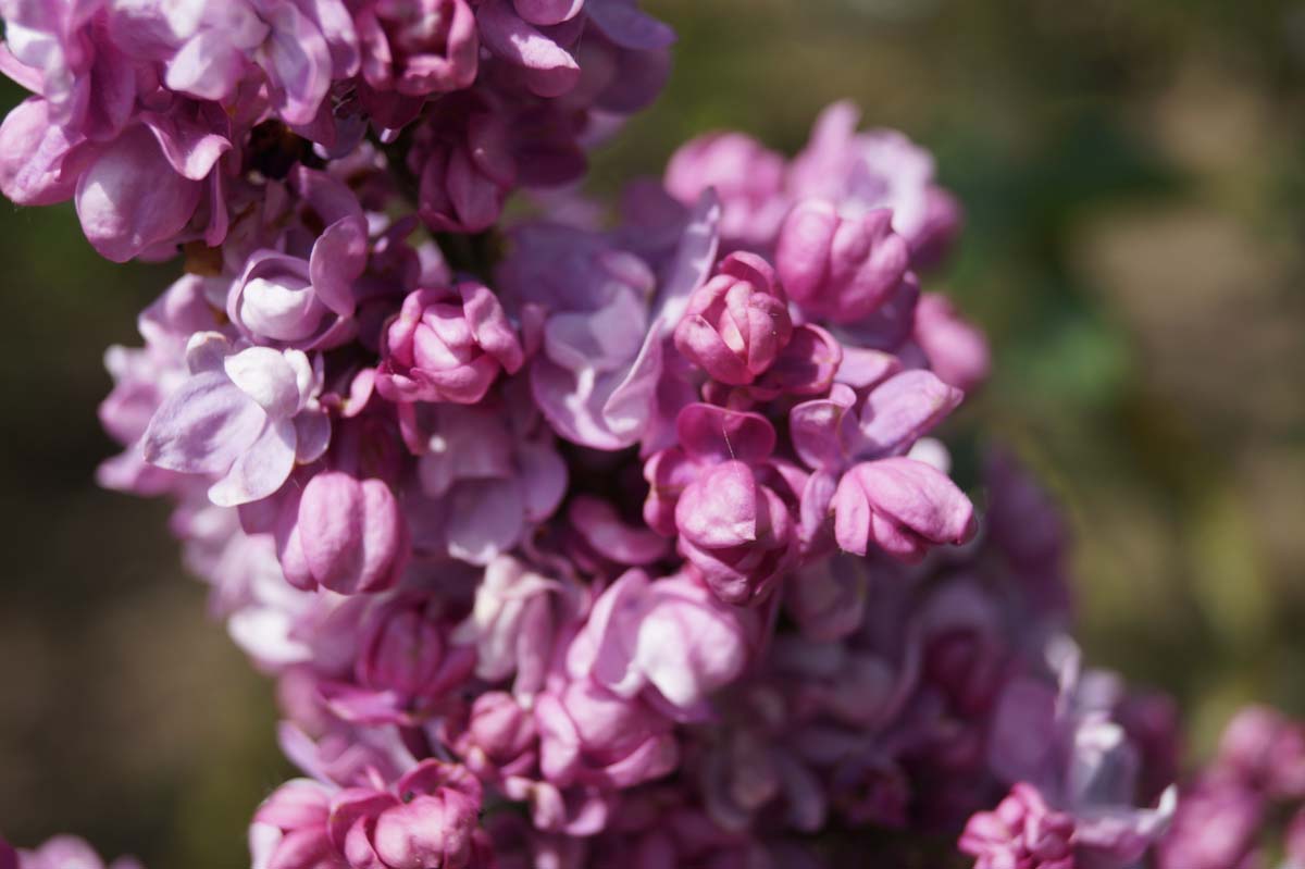Syringa vulgaris 'Addie Tischler' meerstammig / struik