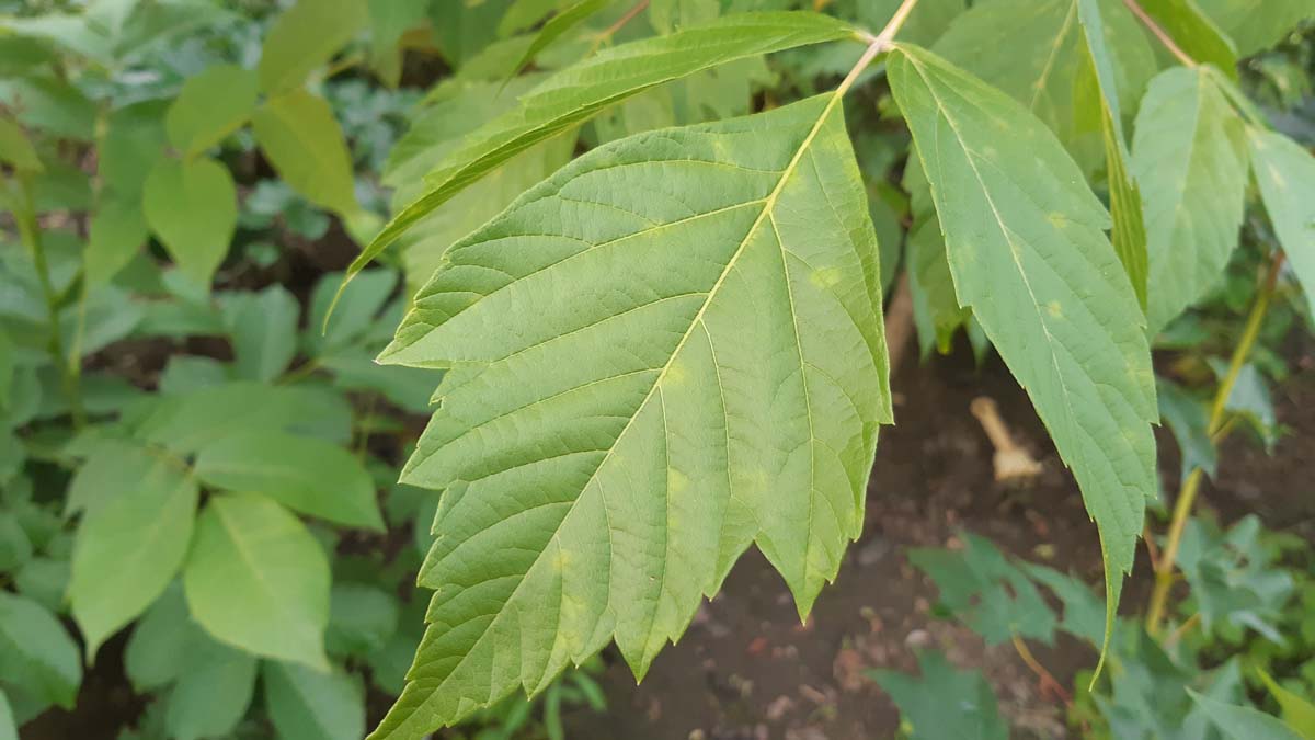 Acer negundo Tuinplanten blad