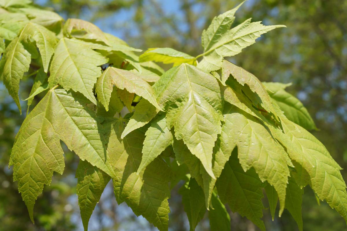 Acer rubrum solitair blad