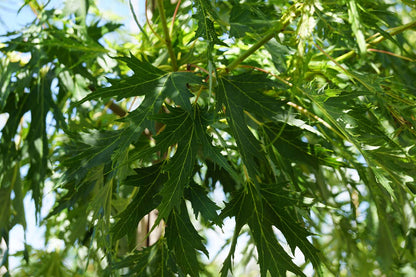 Acer saccharinum 'Born's Gracious' Tuinplanten blad