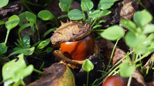 Aesculus hippocastanum solitair bolster