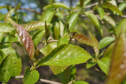 Alnus spaethii Tuinplanten blad