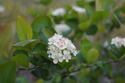 Aronia melanocarpa op stam bloesem