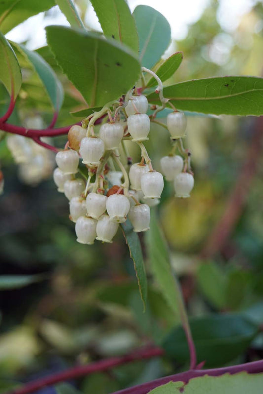 Arbutus unedo op stam bloem