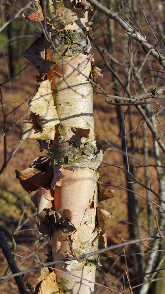 Betula nigra 'Heritage' op stam