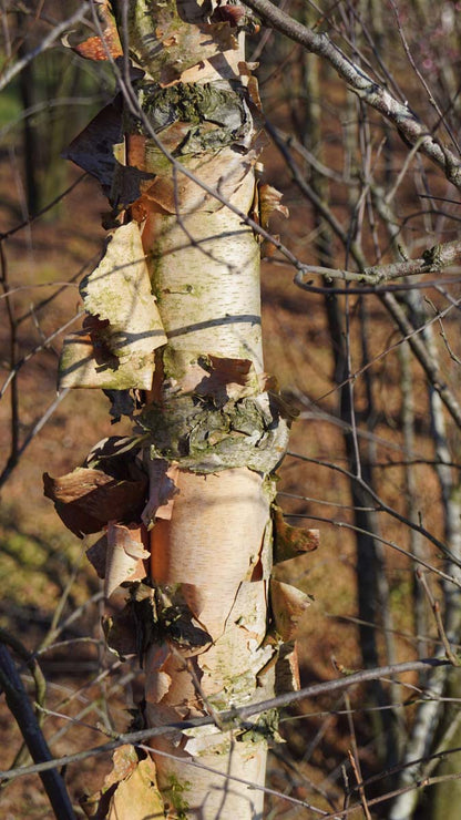Betula nigra 'Heritage' op stam