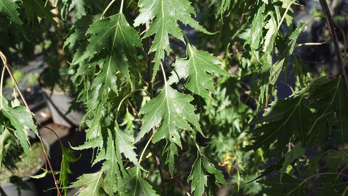 Betula pendula 'Crispa' op stam
