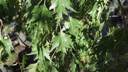 Betula pendula 'Crispa' op stam