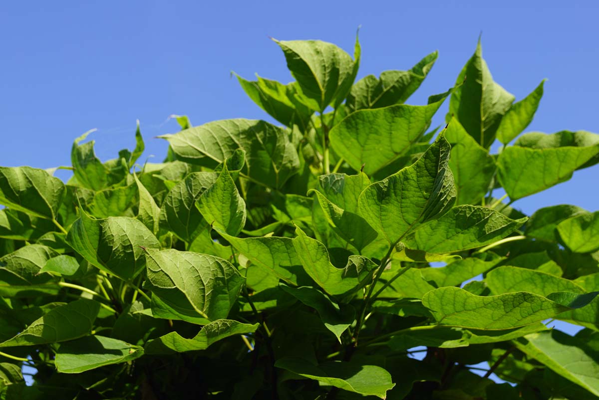 Catalpa bignonioides 'Nana' Tuinplanten blad