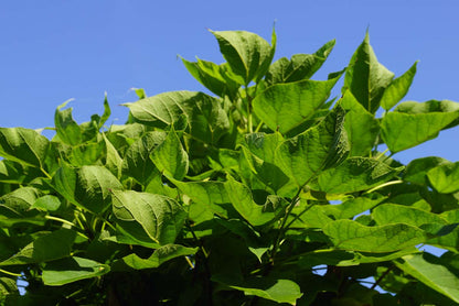 Catalpa bignonioides 'Nana' Tuinplanten blad