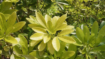 Choisya ternata 'Lich' op stam