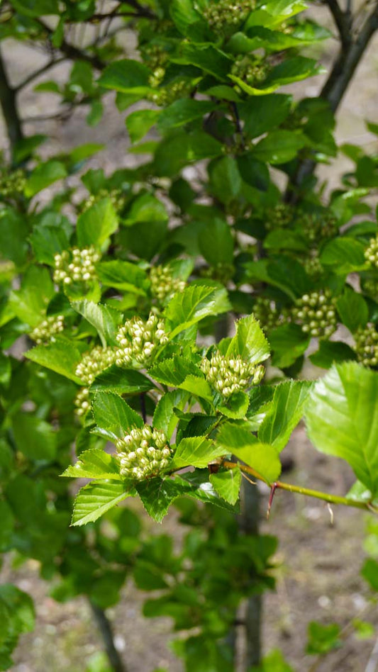 Crataegus persimilis 'Splendens' haagplant bloem