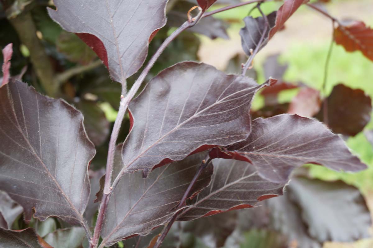 Fagus sylvatica 'Dawyck Purple' meerstammig / struik blad