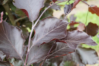 Fagus sylvatica 'Dawyck Purple' meerstammig / struik blad