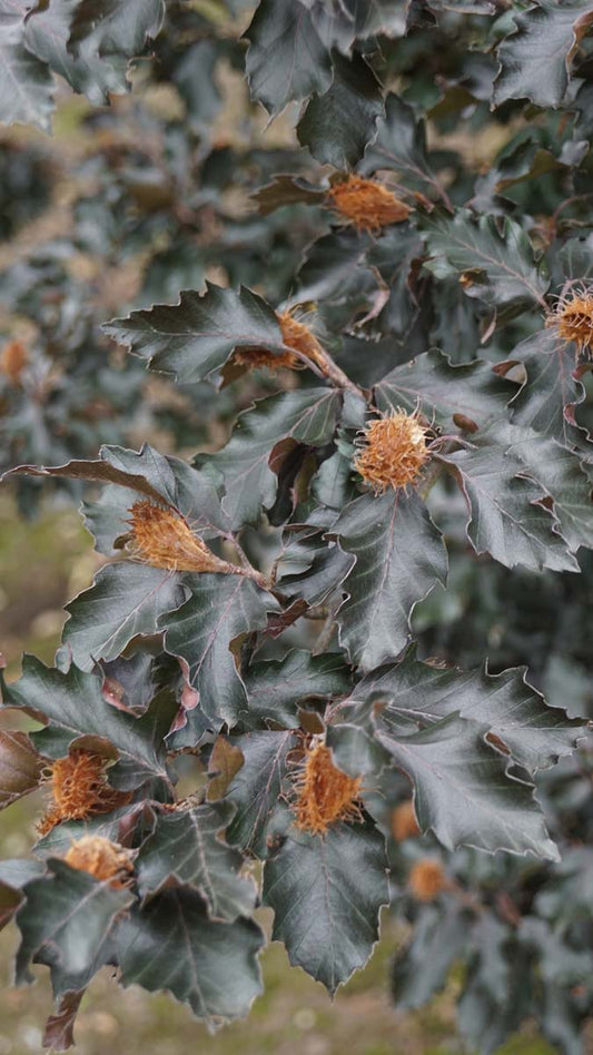 Fagus sylvatica 'Rohan Obelisk' meerstammig / struik blad