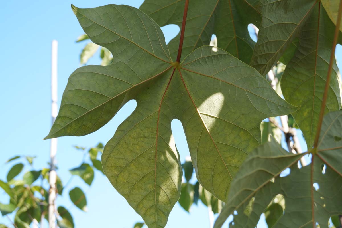 Firmiana simplex Tuinplanten