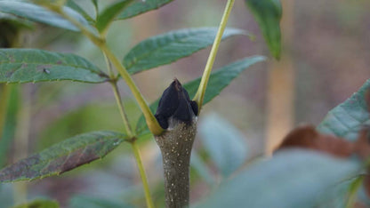 Fraxinus excelsior 'Altena' Tuinplanten