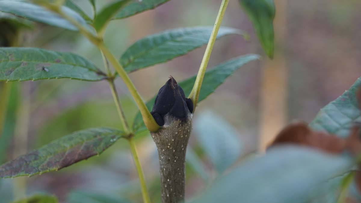Fraxinus excelsior 'Altena' meerstammig / struik knop