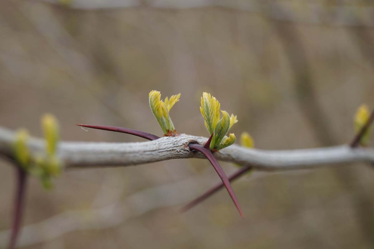 Gleditsia triacanthos solitair