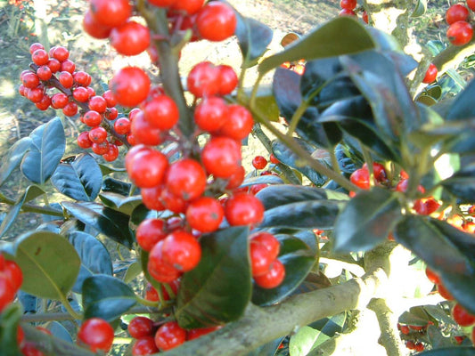Ilex aquifolium 'J.C. van Tol' solitair