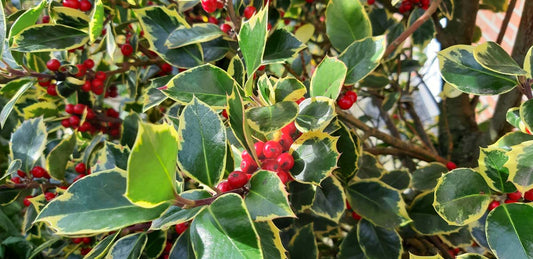 Ilex aquifolium 'Rubricaulis Aurea' Tuinplanten bes