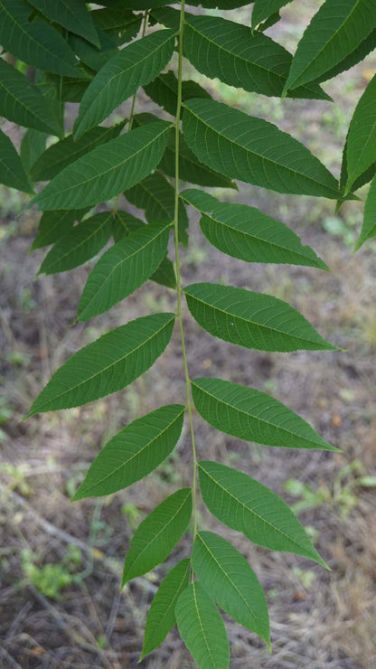 Juglans nigra Tuinplanten