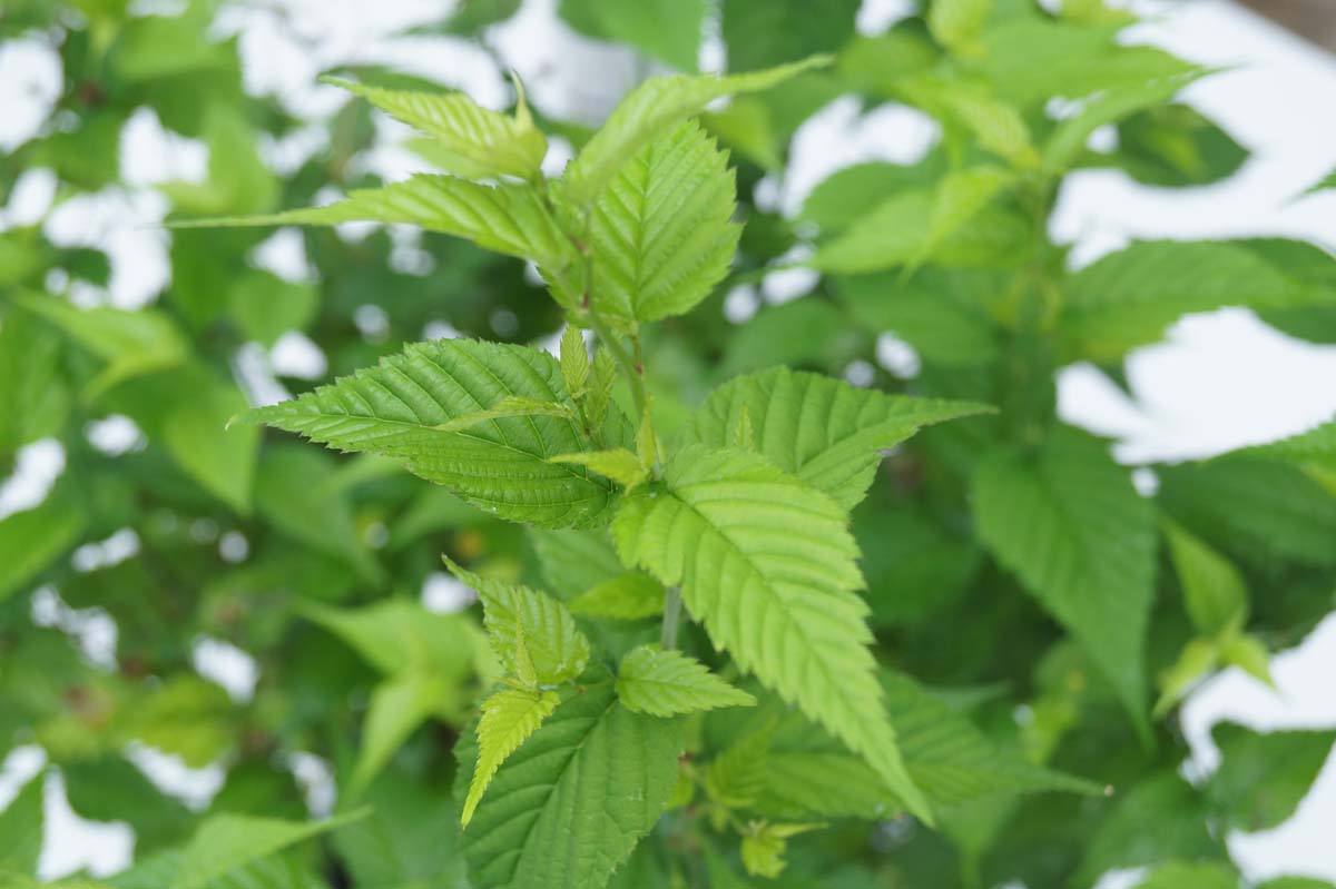 Kerria japonica 'Golden Guinea' Tuinplanten
