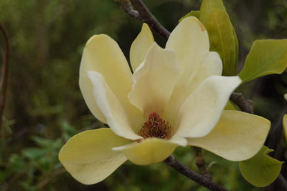 Magnolia brooklynensis 'Yellow Bird' meerstammig / struik bloem