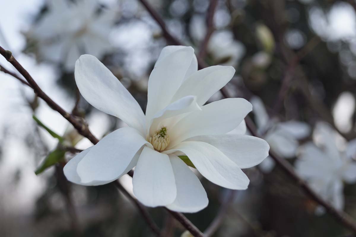 Magnolia loebneri 'Merrill' solitair bloem
