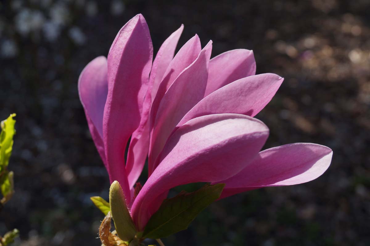 Magnolia 'Susan' haagplant bloem